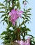 Painted orchid plant with pink flowers in green vegetation