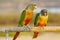 The painted parakeet Pyrrhura picta, more commonly known as the painted conure in aviculture, is a species of bird in the family