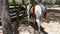 A painted pony and her foal at a training farm in ocala