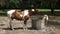 A painted pony and her foal at a training farm in ocala