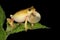 Painted reed frog