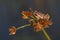 Painted Reed Frog - Okavango Delta - Botswana