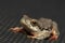 Painted reed frog with red feet