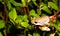 Painted Reedfrog sitting on a plant stem