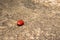 Painted rock imitation of a ladybug