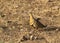 Painted Sandgrouse bird