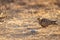 Painted Sandgrouse or Pterocles indicus closeup in early morning winter light at safari in ranthambore national park