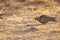 Painted Sandgrouse or Pterocles indicus closeup in early morning winter light at safari in ranthambore national park