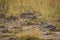 Painted Sandgrouse or Pterocles indicus family near waterhole to quench the thirst in winters at jhalana forest, jaipur