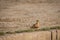 Painted Sandgrouse or Pterocles indicus near waterhole