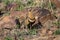 Painted sandgrouse, Pterocles indicus, Tadoba national park, Maharashtra, India