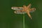 Painted Skimmer - Libellula semifasciata