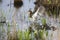 Painted snipe female walking in shallow water hunting insects