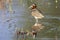 Painted snipe female walking in shallow water hunting insects