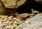 Painted spurfowl with a baby