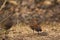 Painted spurfowl, Galloperdix lunulata, Ranthambhore Tiger Reserve, Rajasthan, India