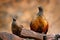 Painted Spurfowl, Galloperdix lunulata, Ranthambore, India, Asia. Bird sitting on the stone. Francolin in the nature habitat. In s