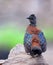 Painted spurfowl posing from rock top