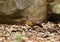 Painted spurfowl, Ranthambore National Park