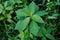 Painted spurge;young plant
