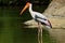 Painted Stork