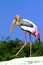 Painted Stork