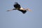 Painted stork