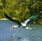 Painted Stork