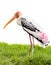 Painted stork bird