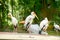 Painted stork Bird(Mycteria leucocephala) at Kuala Lumpur Bird Park, Malaysia