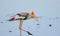 Painted stork bird searching food