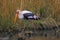 Painted stork bird searching food