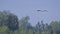 Painted Stork defecating in the sky, Bardia, Nepal