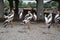 Painted Stork Group at Safari World