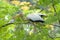 Painted Stork holding nest building material in beak