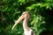 Painted Stork-Juvenile
