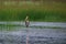 Painted Stork - Juvenile