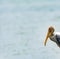 Painted Stork Juvenile during the golden hour on a serene blue background