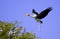 Painted stork landing