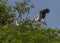 Painted Stork landing in its nest