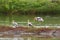 Painted stork large wader birds with yellow beak pink legs resting in wetland, Thailand, tropical Asia