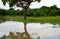 Painted stork and a marsh crocodile, Yala West National Park, Sr