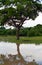 Painted stork and a marsh crocodile, Yala West National Park, Sr