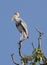 The Painted Stork (Mycteria leucocephala)