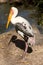 Painted Stork (Mycteria leucocephala)