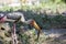 Painted Stork Mycteria leucocephala Eating a Fish