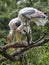 Painted Stork, Mycteria leucocephala, parents preparing nest in branches