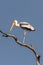 painted stork , Mycteria leucocephala on single foot