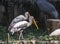 Painted Stork Mycteria Pair