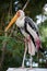 Painted stork resting